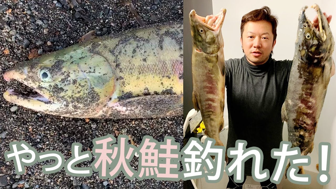 秋鮭アキアジ釣り 伊達登別方面 スプーンタコベイト餌サーフ釣り 美味い鮭料理も 2019年9月22日(日),24(火),25(水) |  札幌釣り情報ブログ